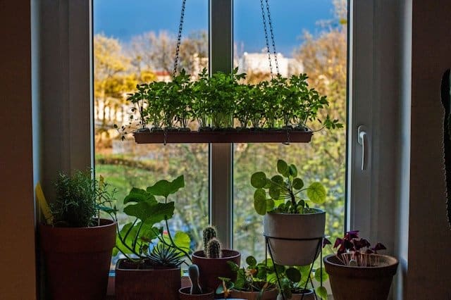 horta