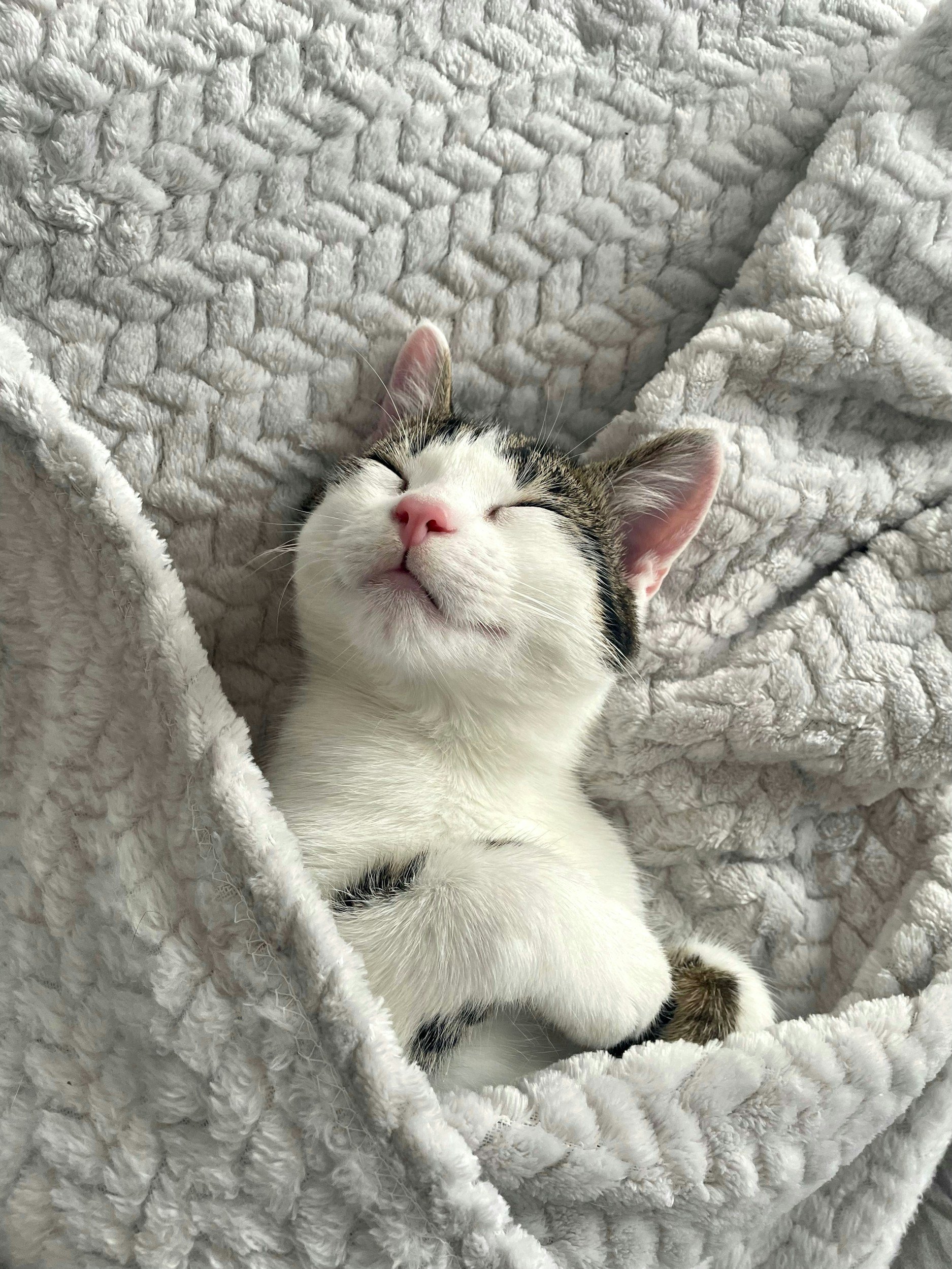 dorme bem