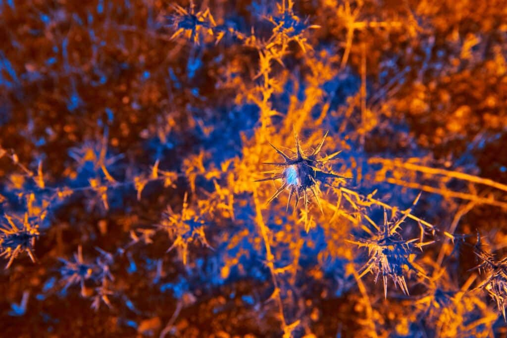 neurónios