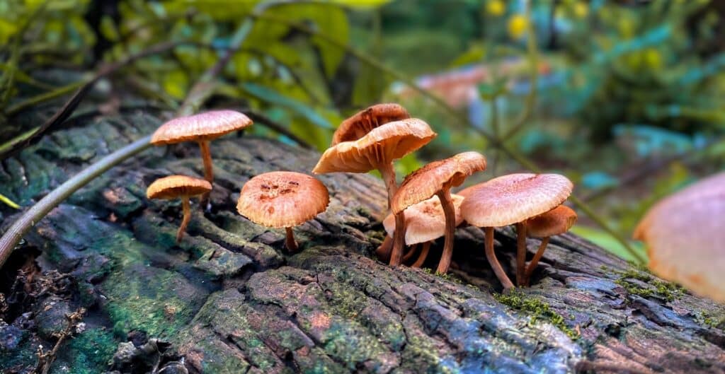 cogumelos