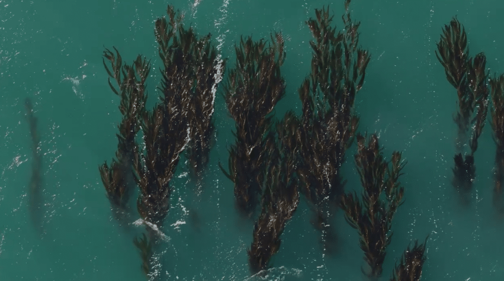 Kelp - Namibia
