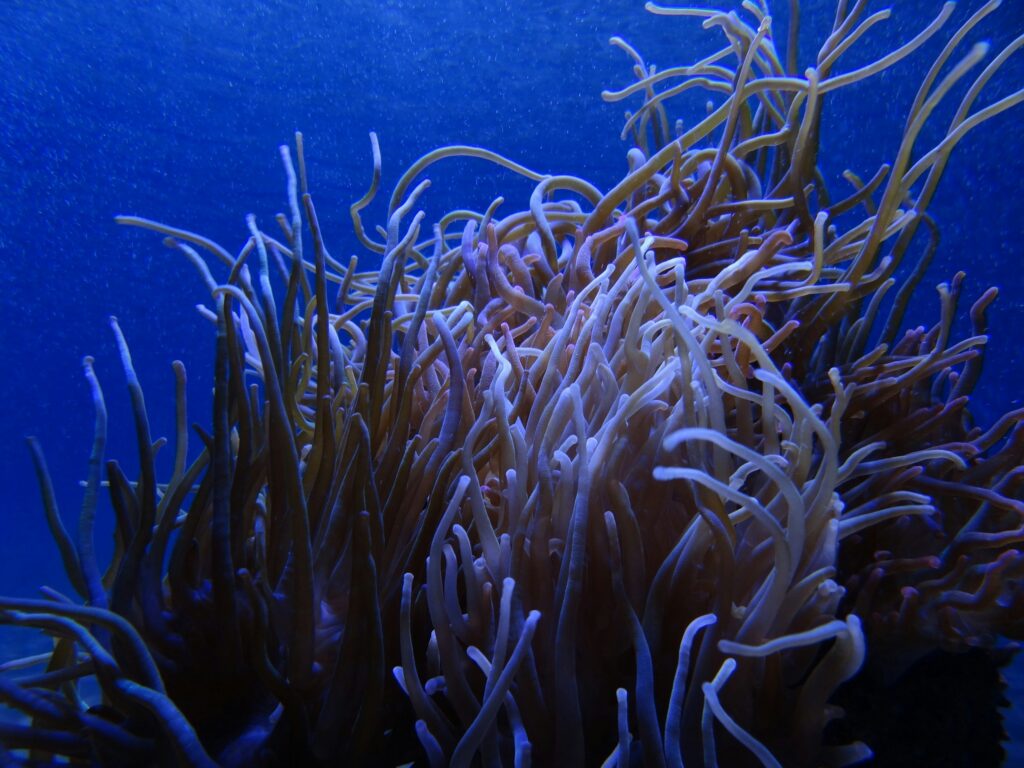 algas marinhas