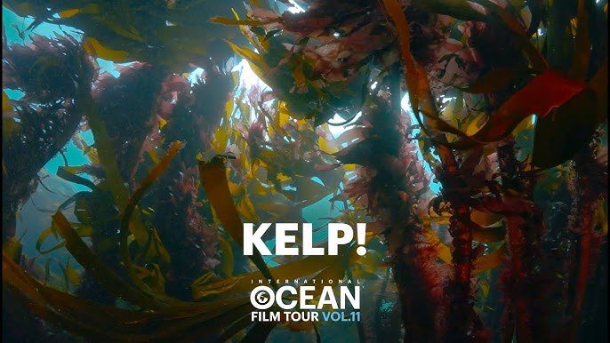 Kelp! - IOFT