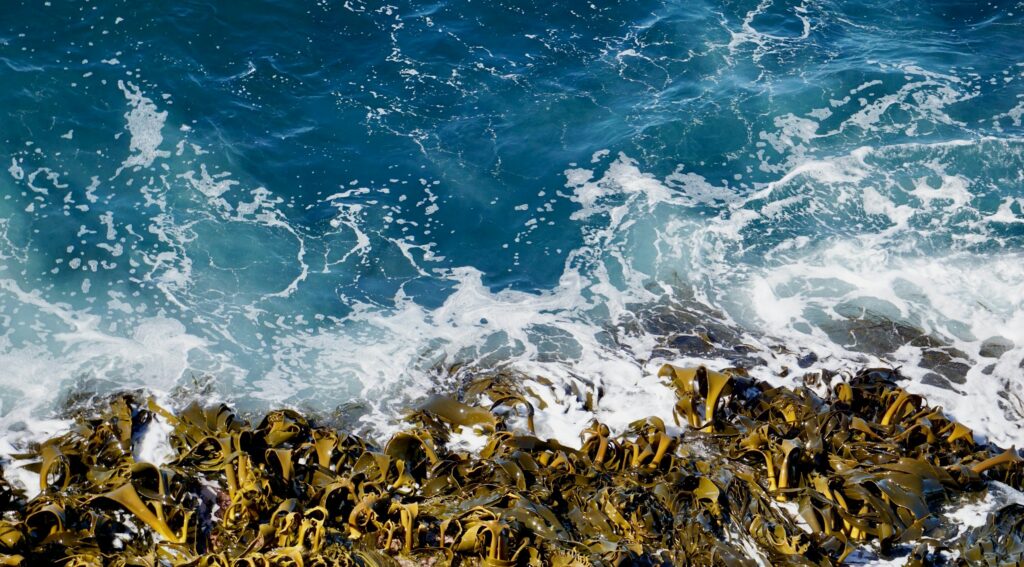 Kelp