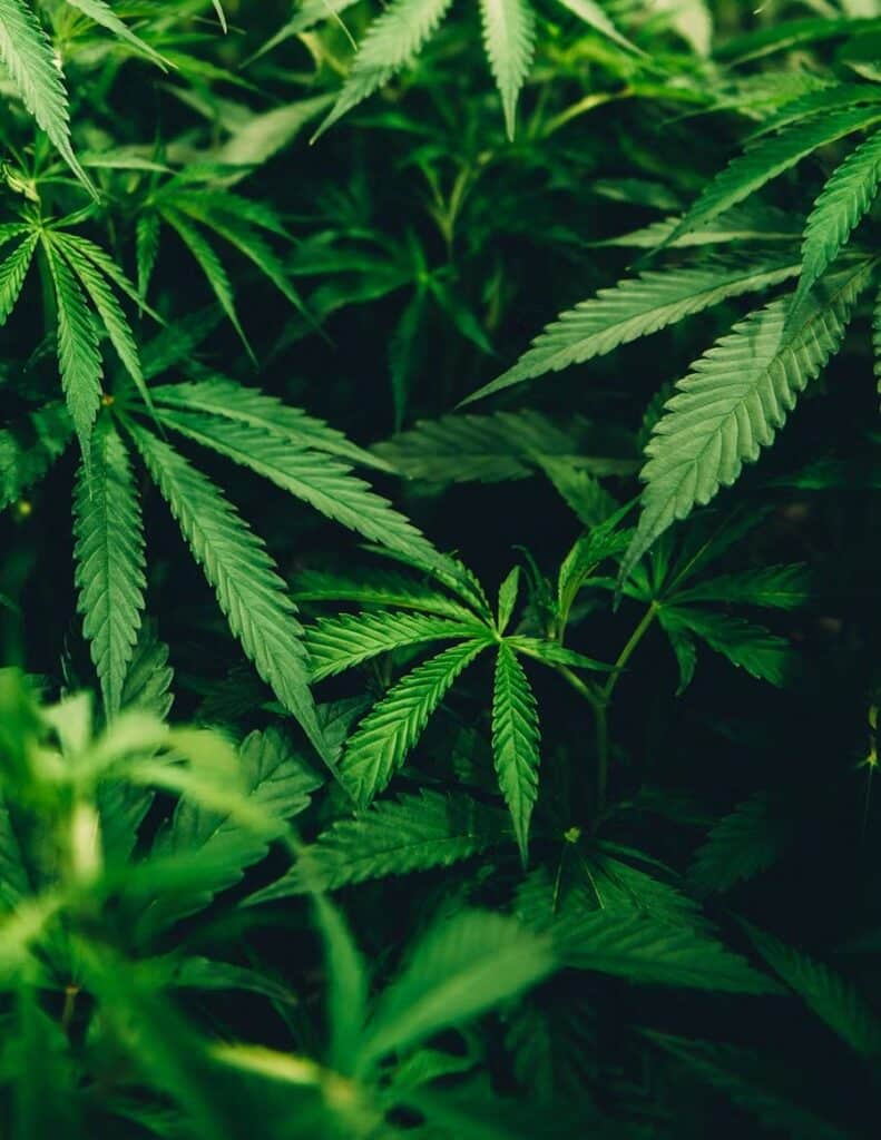 maconha