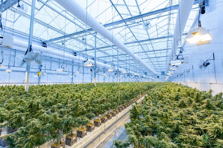 weed farm