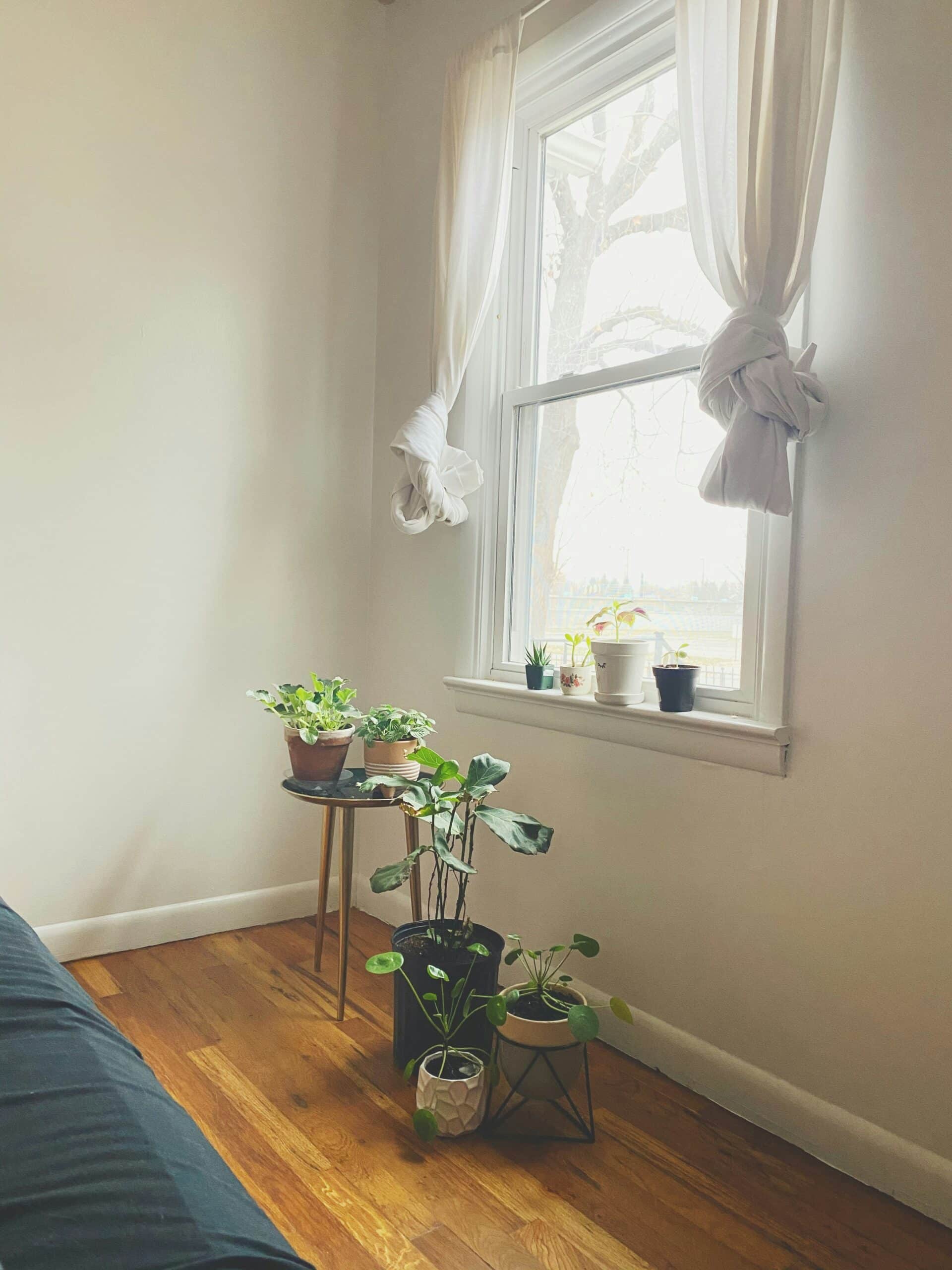 plantas