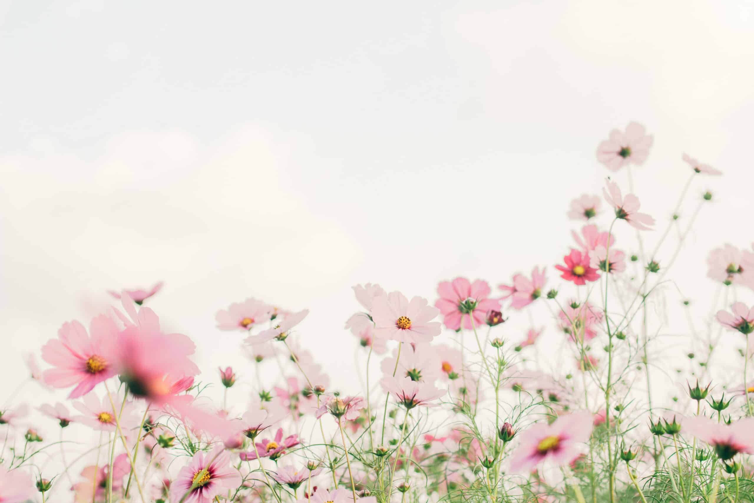 flor primavera