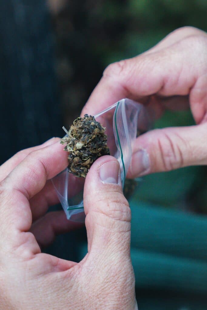 maconha