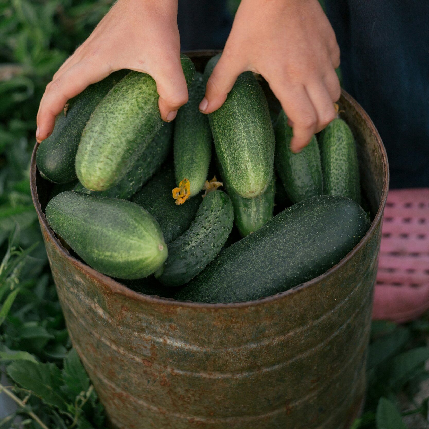 pepino