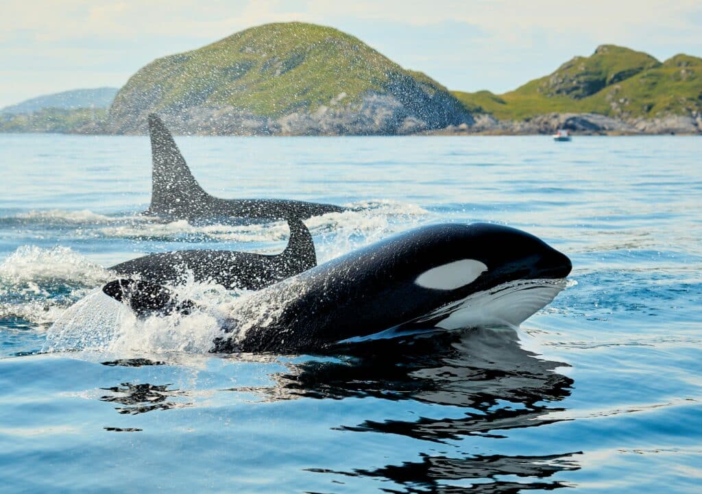 orcas