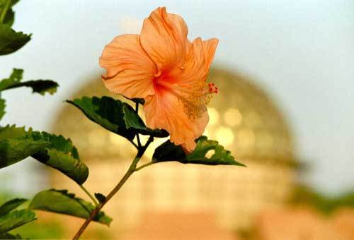 Auroville
