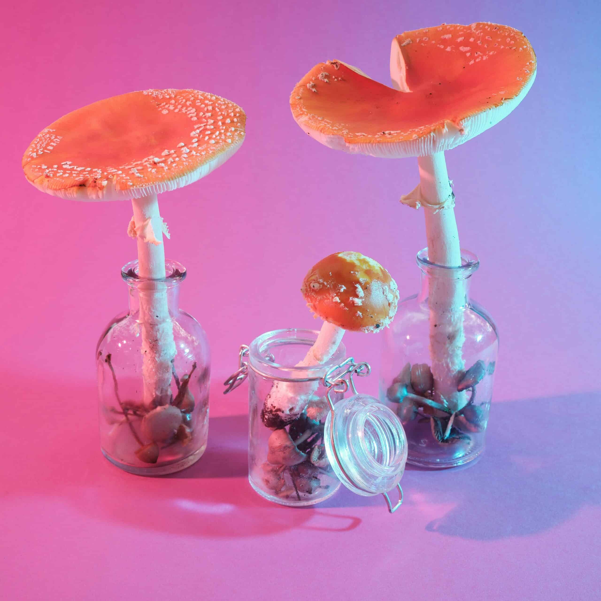 cogumelos