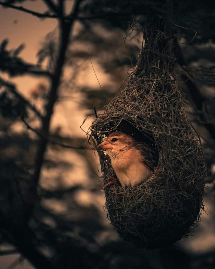 bird nest